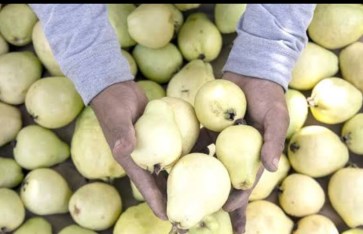 فوائد صحية كثيرة الفاكهة الجوافة ومحاذير