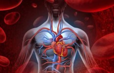 الأوعية الدموية