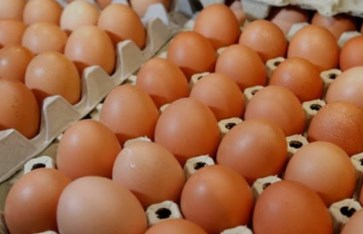 زيادة أسعار بيض المائدة 