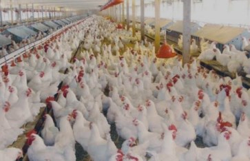 صور ارشيفيه 