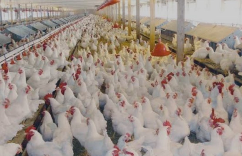 صور ارشيفيه 