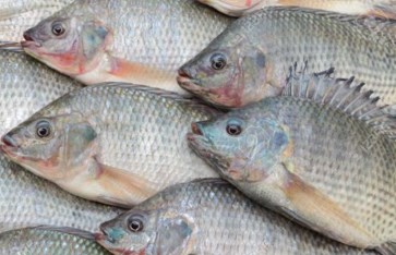 أسعار السمك البلطي