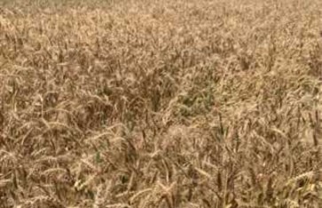 القمح  القمح