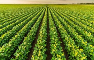 الزراعة  الزراعة