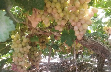 العنب العنب