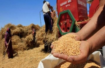 القمح  القمح