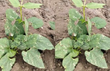 الزراعة  الزراعة