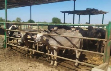 الثروة الحيوانية الثروة الحيوانية