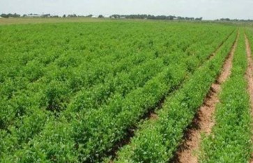 الزراعة  الزراعة