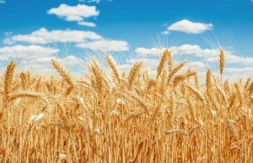 القمح  القمح