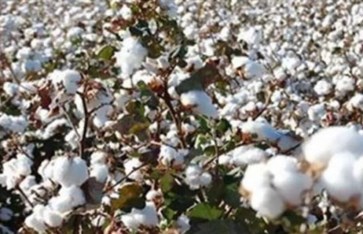 القطن المصري 
