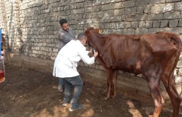 الخدمات البيطرية 