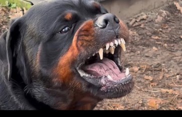 كلب روت وايلر كلب روت وايلر