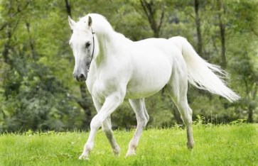 تفسير حلم الحصان الأبيض في المنام تفسير حلم الحصان الأبيض في المنام