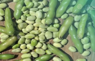 تفسير رؤية الفول الأخضر في المنام تفسير رؤية الفول الأخضر في المنام