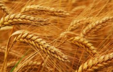 تفسير رؤية حصاد القمح في المنام