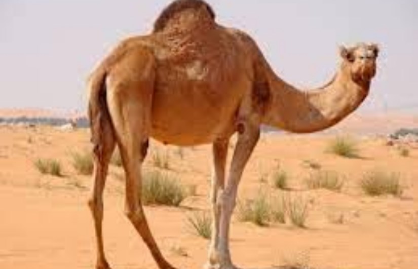أكل لحم الإبل أكل لحم الإبل