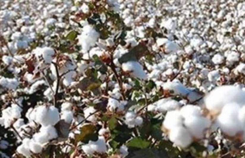 القطن المصري  القطن المصري
