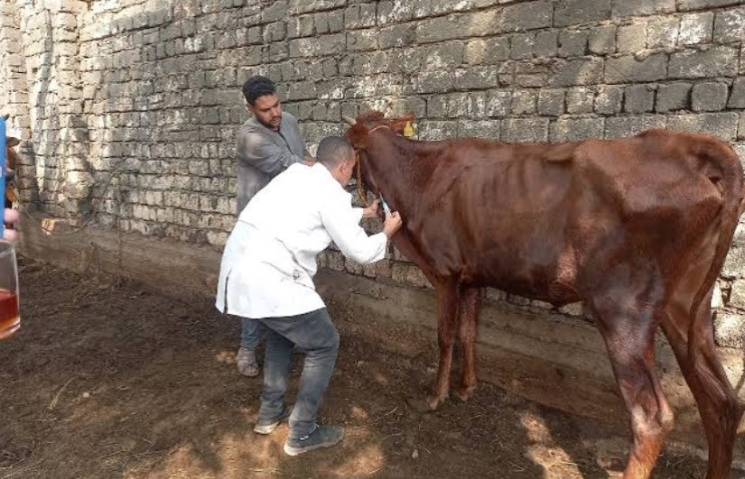 الخدمات البيطرية  الخدمات البيطرية