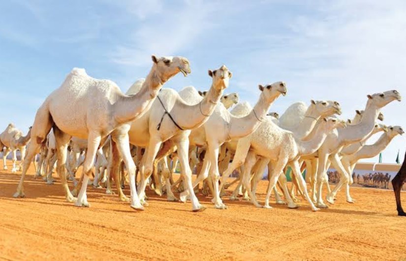 تفسير حلم رؤيا الجمل في المنام تفسير حلم رؤيا الجمل في المنام