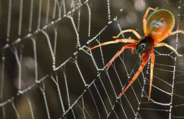 تفسير حلم  رؤية العنكبوت في المنام