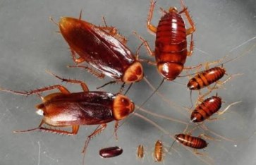 تفسير حلم الصرصور في المنام