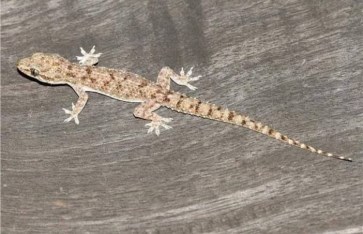 تفسير حلم البرص في المنام