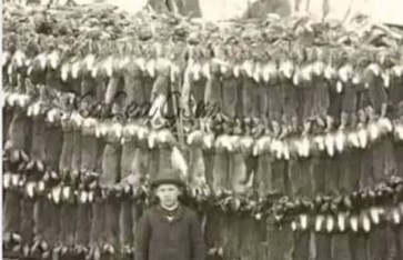 أزمة الأرانب في استراليا