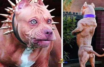 أكثر 10 سلالات كلاب محظورة دوليًا