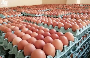 سعر البيض في مصر