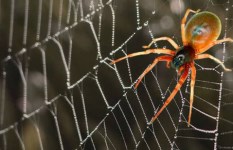 تفسير حلم  رؤية العنكبوت في المنام