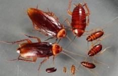 تفسير حلم الصرصور في المنام