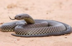 تفسير حلم الثعبان في المنام 