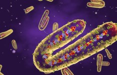 ما هو فيروس ماربورغ واعراضه 