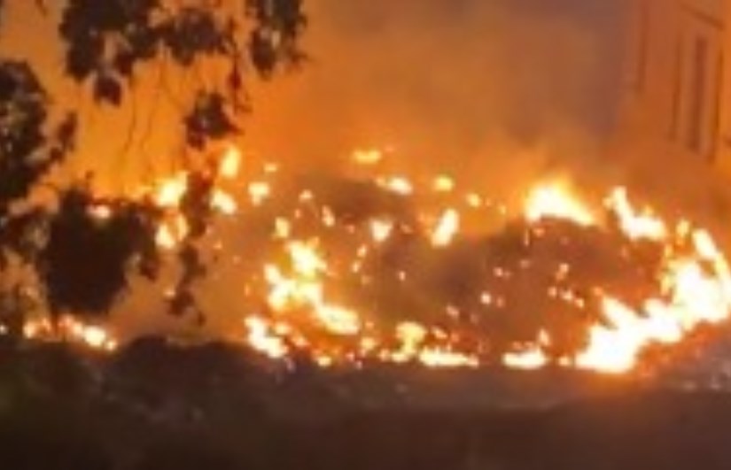 حريق أشجار بمحيط المتحف الزراعي في الدقي