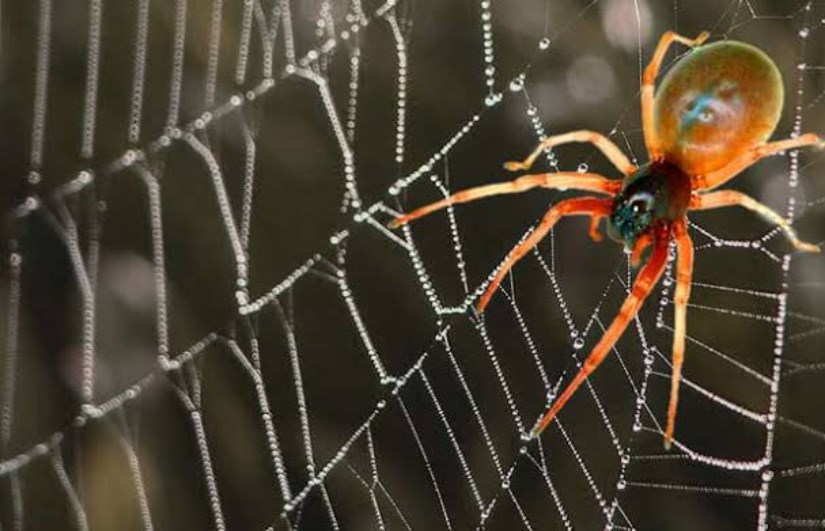 تفسير حلم  رؤية العنكبوت في المنام