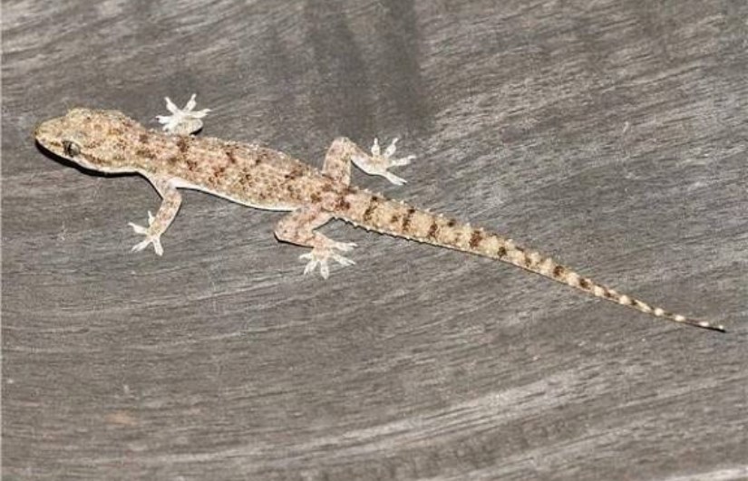 تفسير حلم البرص في المنام