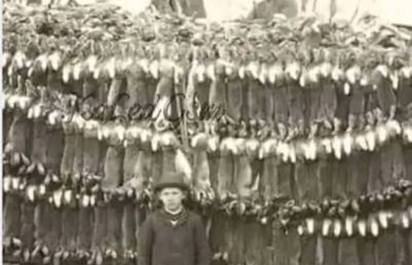 أزمة الأرانب في استراليا