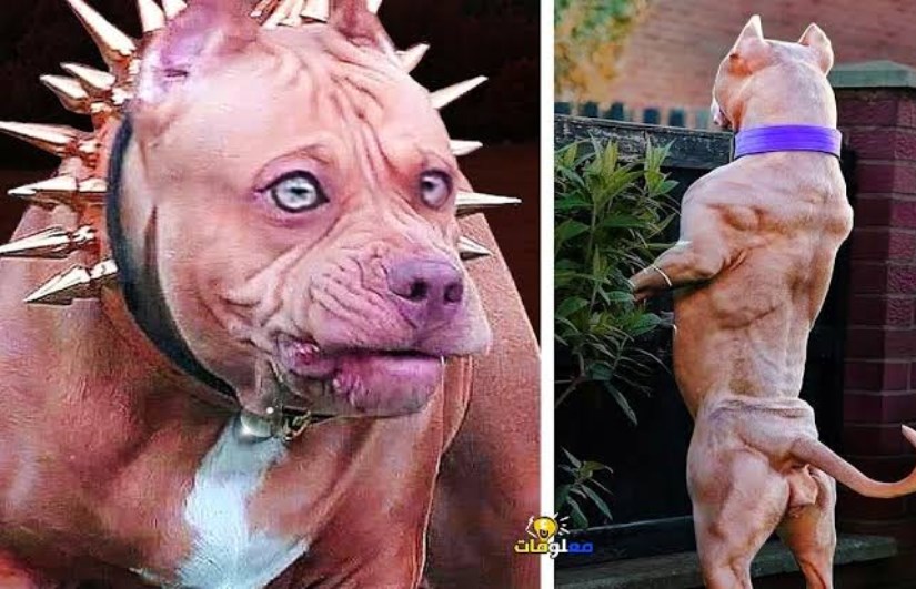 أكثر 10 سلالات كلاب محظورة دوليًا