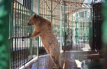 حديقة الحيوان 