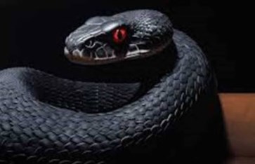 تفسير رؤية الأفاعي و الثعابين في المنام