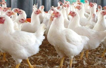 سعر الفراخ البيضاء اليوم 