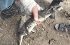 تمساح الزوامل 