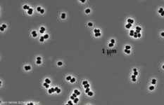 بكتيريا غامضة 