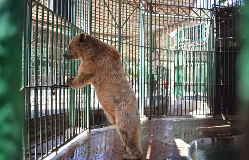 حديقة الحيوان 