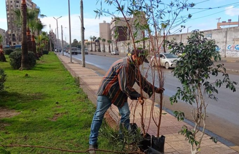  التنمية المحلية: نستهدف زراعة 5 آلاف شجرة بمحاور وشوارع السويس