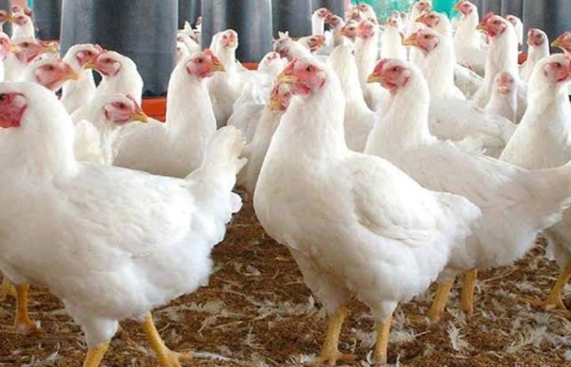 سعر الفراخ البيضاء اليوم 