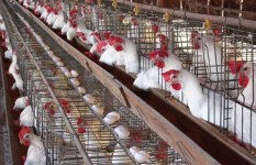 أسعار الدواجن