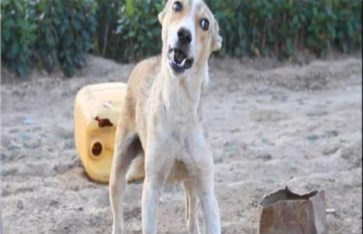 كلب ضال كلب ضال