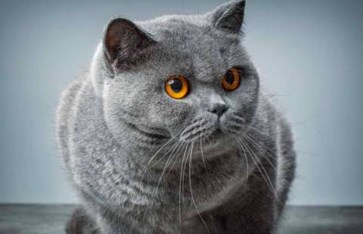 تفسير الأحلام  تفسير الأحلام